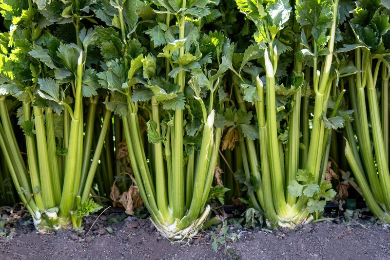 closeup-of-celery-plantation-growing-in-vegetable-2026-01-09-00-56-17-utc