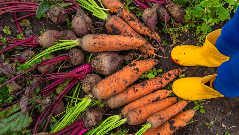 warzywa korzenne buty dziecka